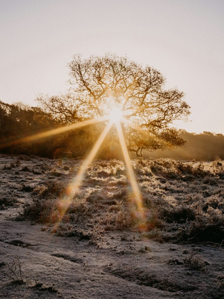 Qui suis-je ? IMAGE DE NATURE AVEC UN ARBRE ET UN SOLEIL EN FORME D'ÉTOILE ENTRE LES BRANCHES